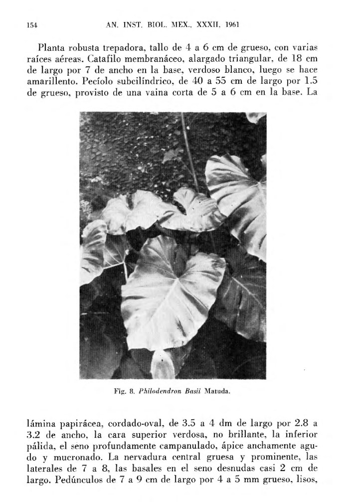 Fotografía histórica en blanco y negro de Philodendron bazii