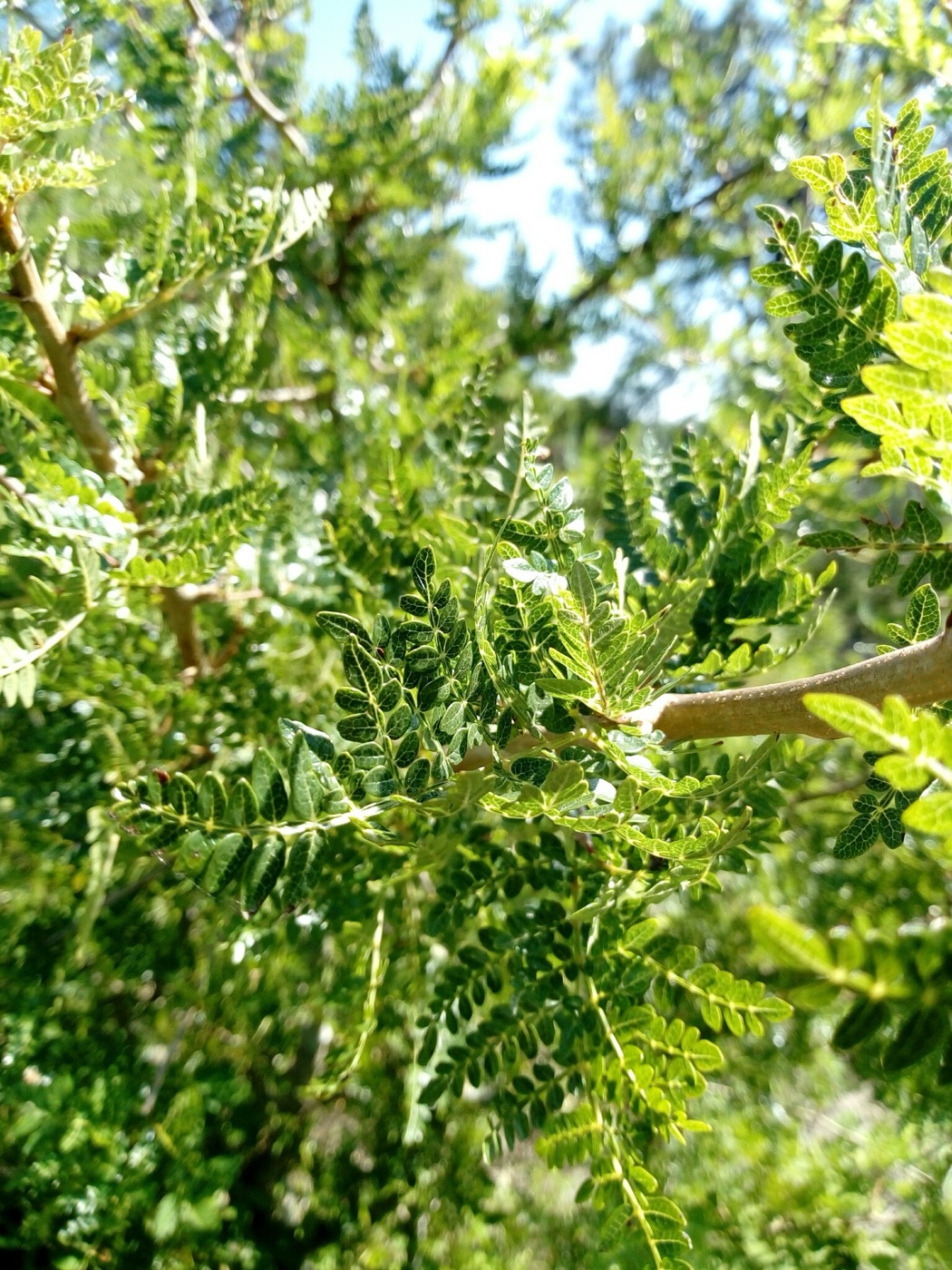 Ramas y hojas de Bursera bipinnata observada en Zacualpan