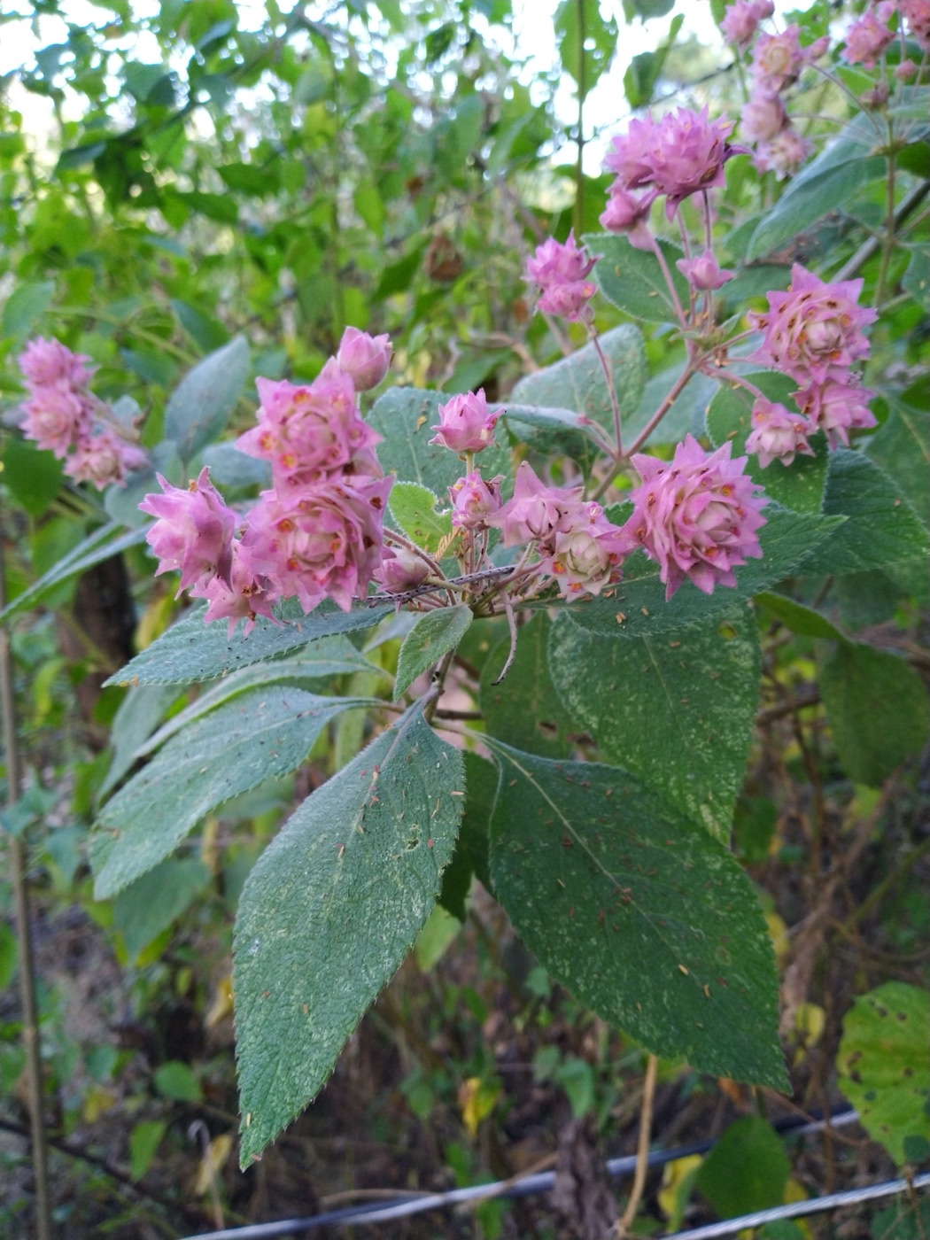 Inflorescencia de Lippia bicolor fotografiada en Zacualpan