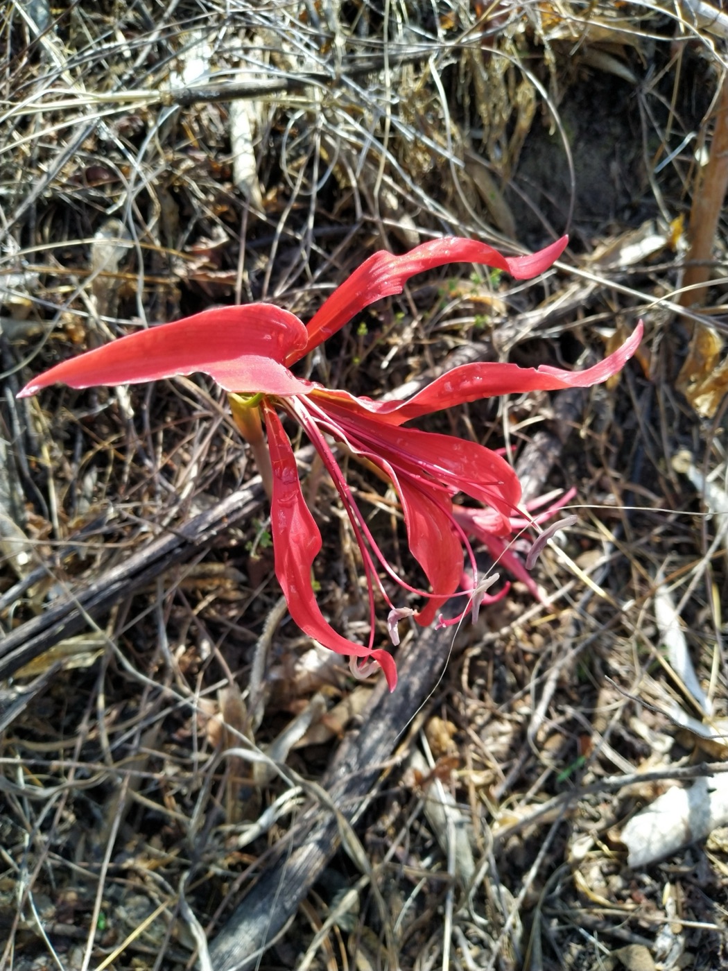 Flor roja de Zephyranthes formosissima observada en Zacualpan