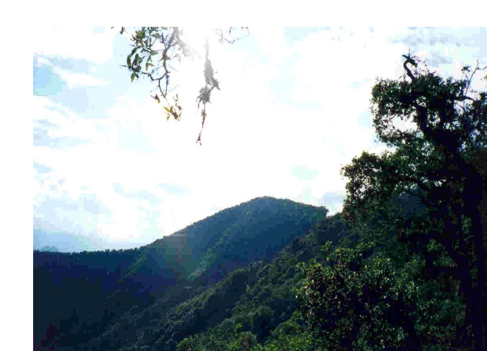 Panorámica boscosa del Cerro Coronas en el municipio de Zacualpan