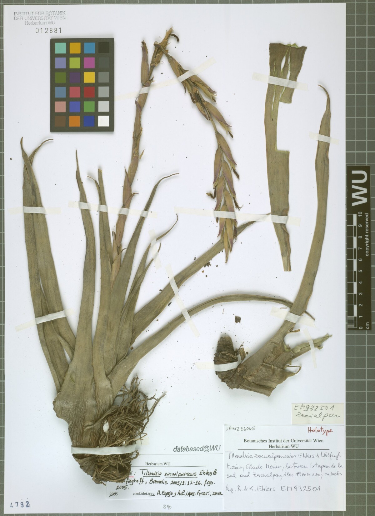 Tillandsia zacualpanensis: la bromelia que llevó el nombre de Zacualpan a la botánica mundial