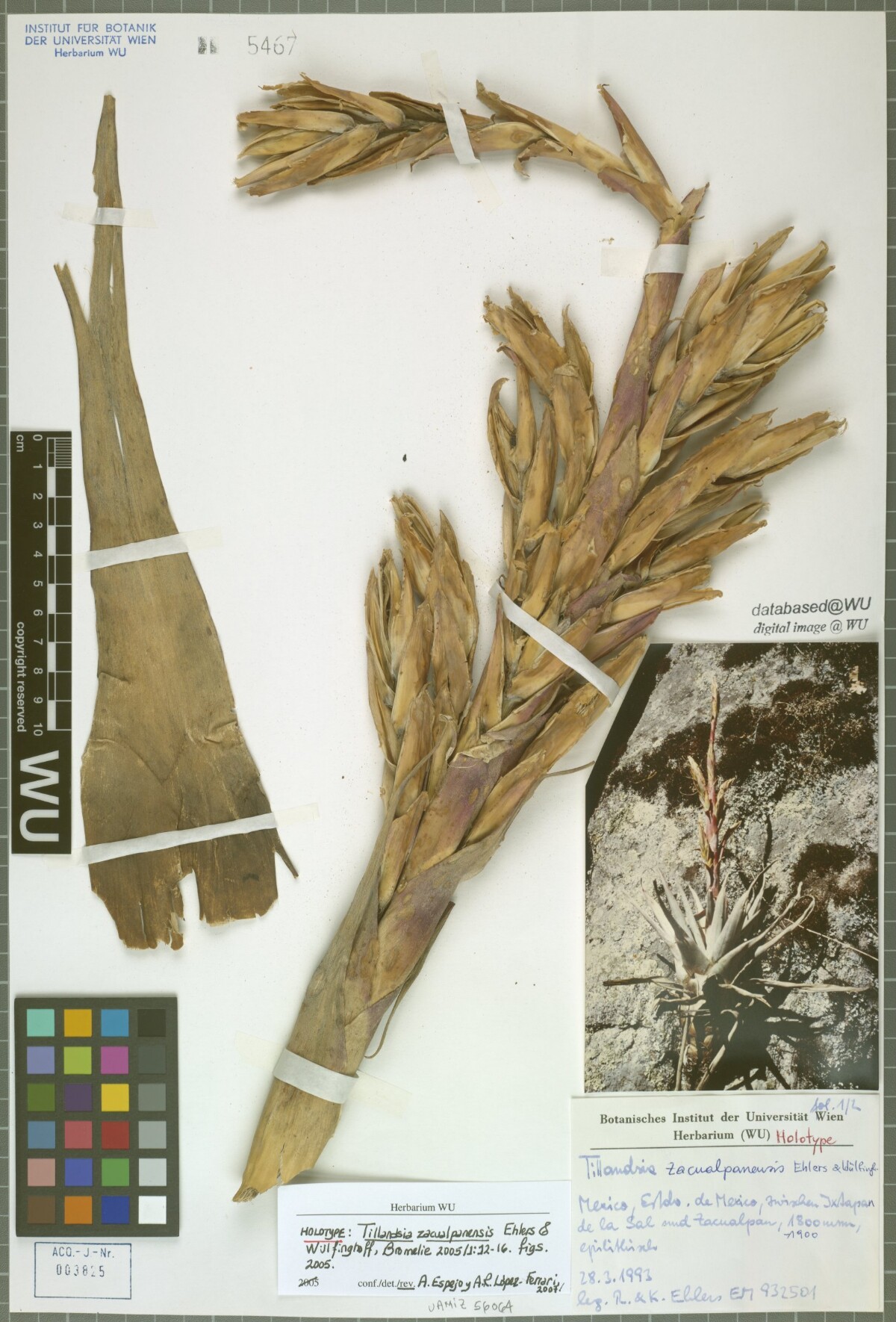 Pliego de herbario de Tillandsia zacualpanensis conservado en la Universidad de Viena